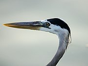 Ardea herodias