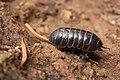 Armadillidium vulgare