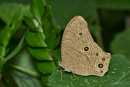 Melanitis leda (Common Evening Brown)