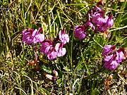 Pedicularis kerneri