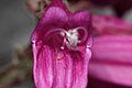 Penstemon rupicola