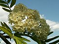 Sorbus aucuparia