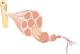 Tendon anatomy 1 -- Smart-Servier.png