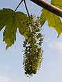 Acer pseudoplatanus