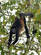 Alouatta palliata