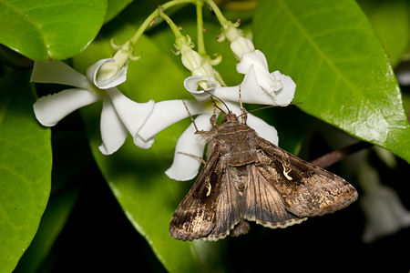 Autographa gamma (Silver Y)