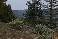 Balsamorhiza sagittata