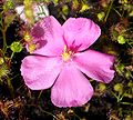 Flower of Drosera menziesii