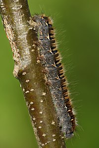 Commons:Featured picture candidates/Set/Lasiocampa quercus caterpillar