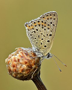 Lycaena tityrus - Kulna