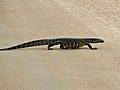 Varanus niloticus