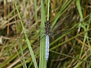 Orthetrum coerulescens