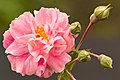 "Rosa_Borbonica.jpg" by User:Hubertl