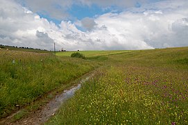 Meadow, Poland