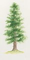 Abies alba tree illustration