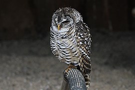 Chaco-Kauz (Strix chacoensis) (20234749983) (cropped).jpg