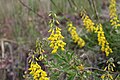 Cytisus nigricans