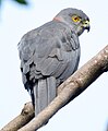 English: Fiji Goshawk Accipiter rufitorques (cat.)