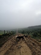 Manhãs típicas de neblina, nos montes da Costa Vicentina.jpg