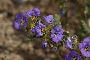 Phacelia fremontii