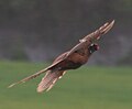 In flight