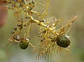 Utricularia vulgaris