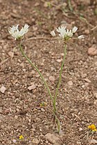 Allium haematochiton