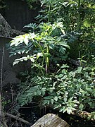 Angelica atropurpurea Purple-stemmed Angelica2.jpg