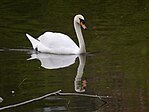 sich im See spiegelnder Schwan