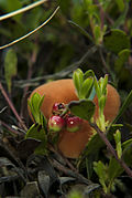 Last year's cranberries (8827701718).jpg