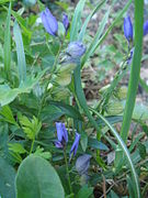 Polygala baetica