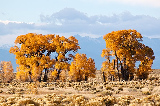 (22 June 2012) Golden Cottonwoods by William Harader