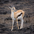 49 Serengeti Thomson-Gazelle3 uploaded by Ikiwaner, nominated by Ikiwaner