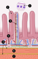 mucosa of small intestine