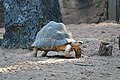 * Nomination: Madagascar radiated tortoise (Astrochelys radiata) at Mulhouse Zoo (Haut-Rhin, France). --Gzen92 07:44, 13 August 2024 (UTC) * Review The blown hightlights should be fixed. --Ermell 12:48, 13 August 2024 (UTC)  Done On the head, not much better... Gzen92 10:37, 17 August 2024 (UTC)