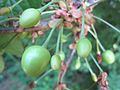 Immature fruit