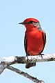 Vermilion Flycatcher (Pyrocephalus obscurus), Crooked Tree Wildlife Sanctuary