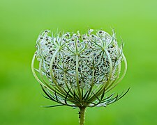 Wilde peen (Daucus carota). 06-09-2023. (actm.) 01.jpg