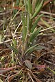 Arabis sparsiflora