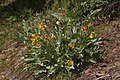 Balsamorhiza sagittata