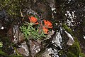 Castilleja rupicola