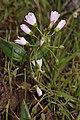 Claytonia lanceolata