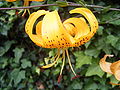 Flower of Lilium leichtlinii var leichtlinii