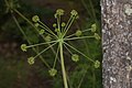 Lomatium dissectum