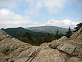 Trees, Mount Rogers NRA, Virginia