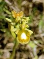 Ophrys speculum var. lutescens Spain - Mallorca