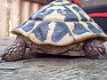 Testudo hermanni hermanni with spurs. Liguria , Italia