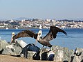 California Brown Pelican