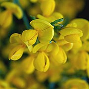 Cytisus oromediterraneus Akureyri BG.jpg