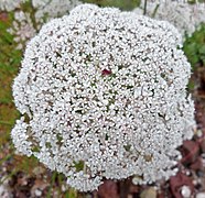 Daucus carrota at Largs.JPG